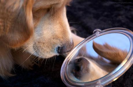 Que prouve le test du miroir ?