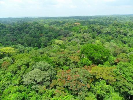 La forêt d'Ankasa au Ghana