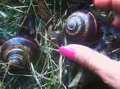 pleut, fait beau c'est fête l'escargot (Rencontre d'escargots géants dans parc château Rottemboug) #nature #naturelovers #snails