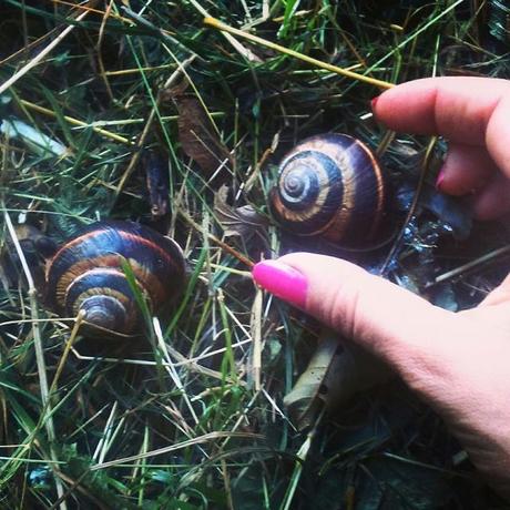 Il pleut,  il fait beau c'est la fête à l'escargot (Rencontre d'escargots géants dans le parc du château de Rottemboug) #nature #naturelovers #snails