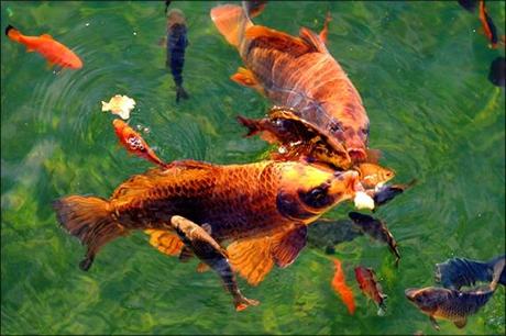 Jardins de la Fontaine, poissons rouges, cyprins dorés, carpes