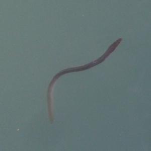 anguille Oléron -Château.JPG