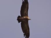 vautours fauves Verdon