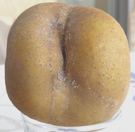 Pomme-fesse ou Patte de loup ?