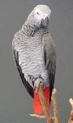 perroquet gris du Gabon