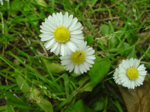 Clic-clac: Retour aux sources