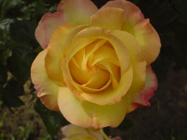 Clic-clac: Retour aux sources