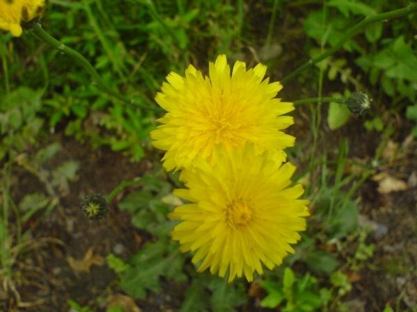 Clic-clac: Retour aux sources