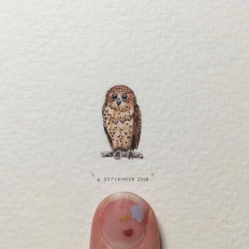 365 cartes postales pour les fourmis