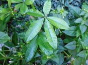 Résurection Pachira...