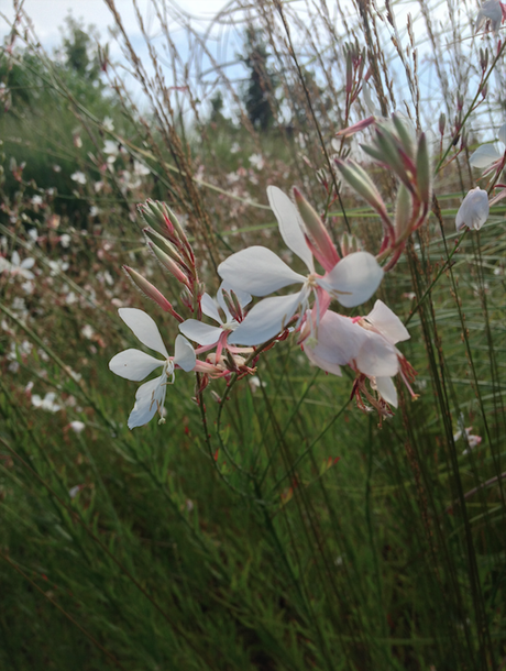 Mosaïc, un jardin extraordinaire !