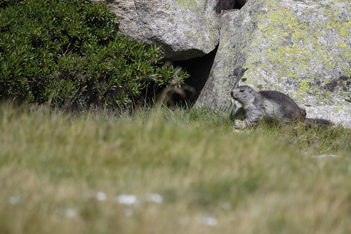 On retrouve les marmottes après le lac d' Aubert