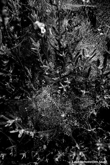 La rosée, un matin d'automne