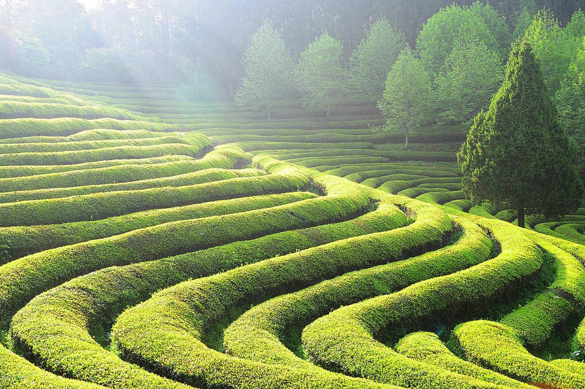 Le champs de thé vert