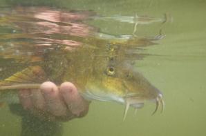 Initiation du lancer de la pêche à la mouche