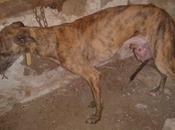 Django petit galgo 3ans adorable timide l'adoption