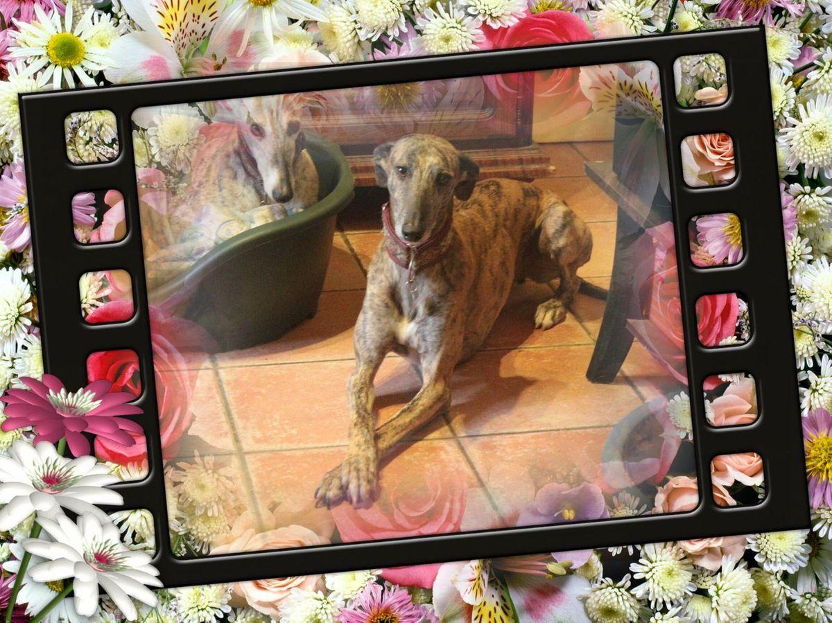 Django petit galgo de 3ans adorable et timide a l'adoption