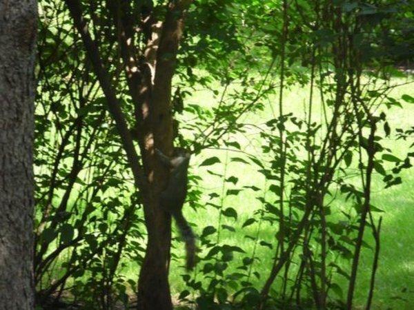 Canada - Les écureuils