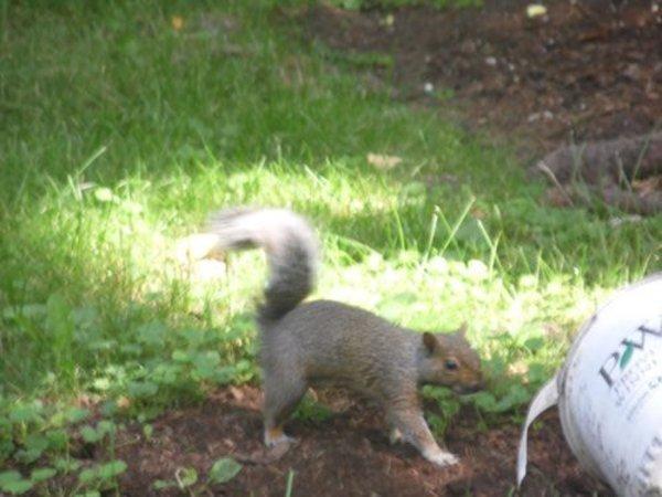 Canada - Les écureuils