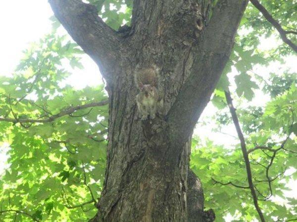 Canada - Les écureuils