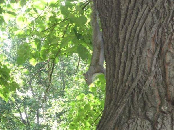 Canada - Les écureuils