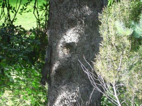 Canada - Les écureuils