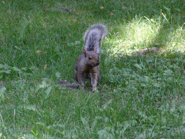 Canada - Les écureuils