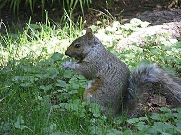 Canada - Les écureuils