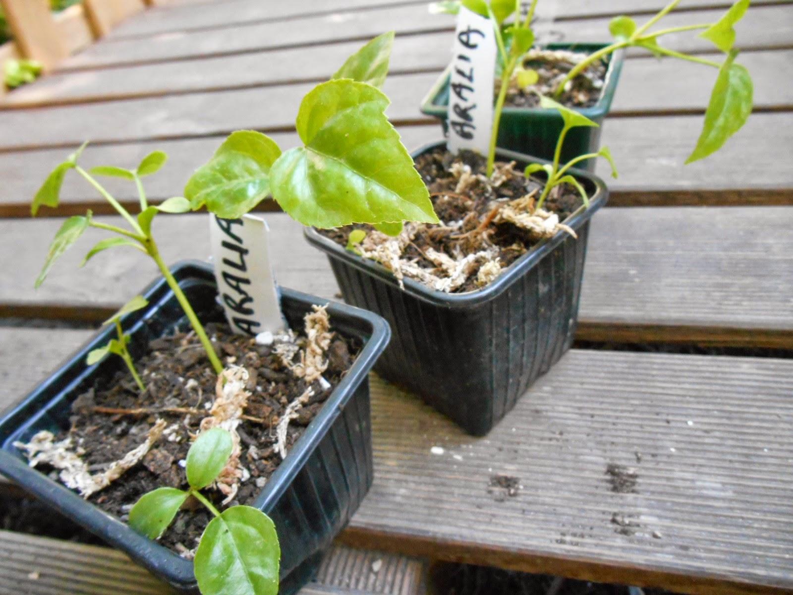 Rempotage des petits Aralia