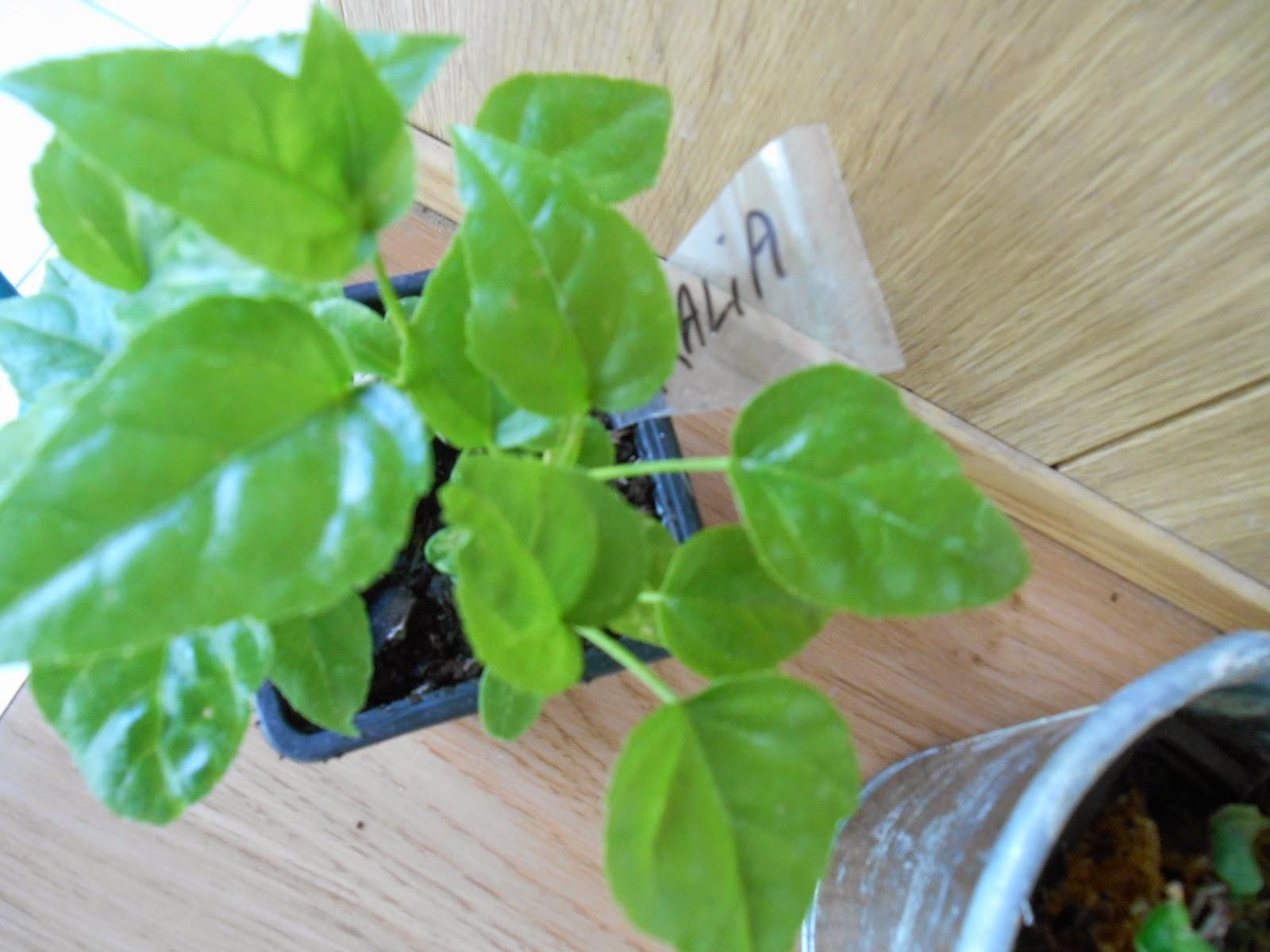 Rempotage des petits Aralia