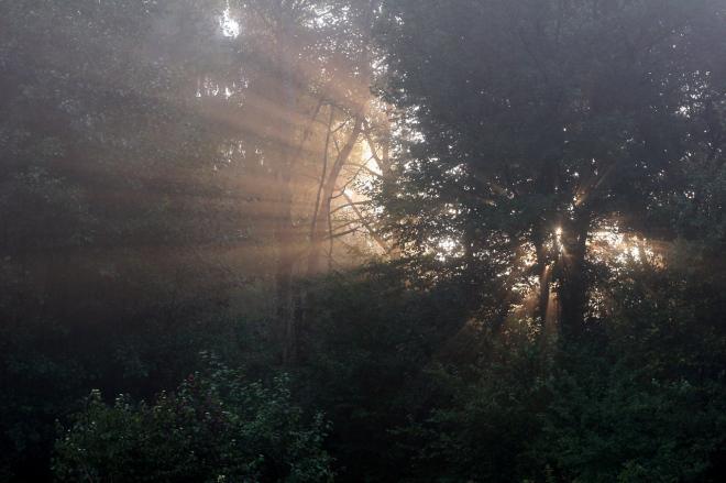 Premiers rayons, la forêt