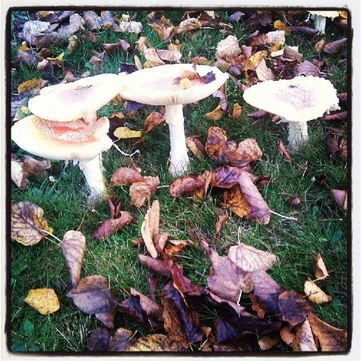 Back to Blogging Challenge - Day 3: Des photos d'automne #SITSBlogging