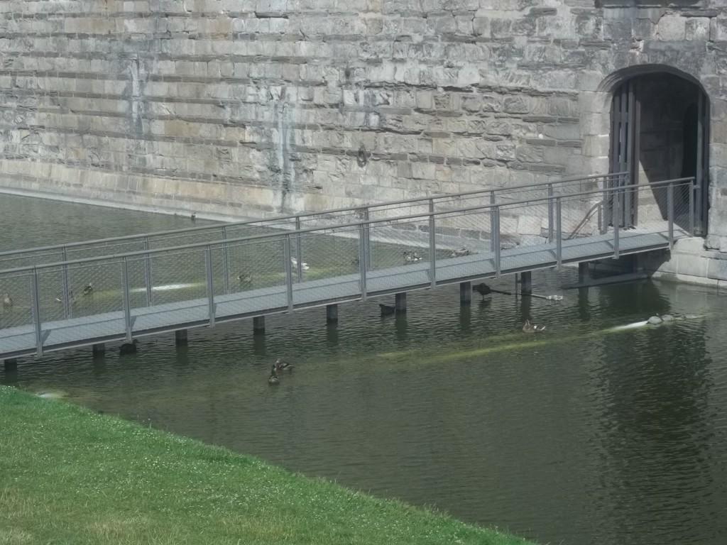 Dans les douves du château des ducs de Bretagne ; j'ai eu la tentation d'entrer par là pour visiter le monument sans payer, mais j'ai été dissuadé par les féroces canards de garde. 