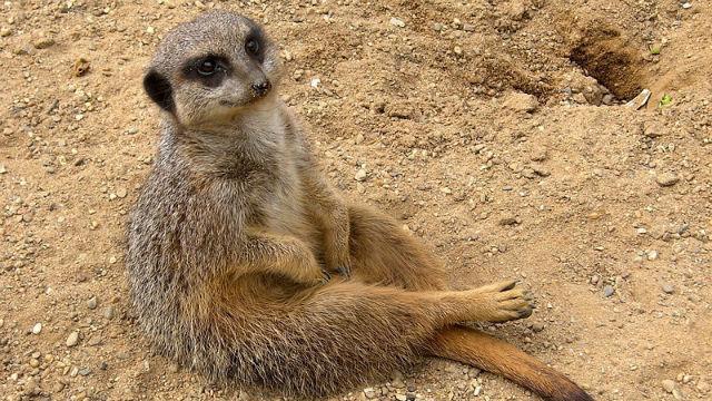 Photo (c) Hans Hillewaert