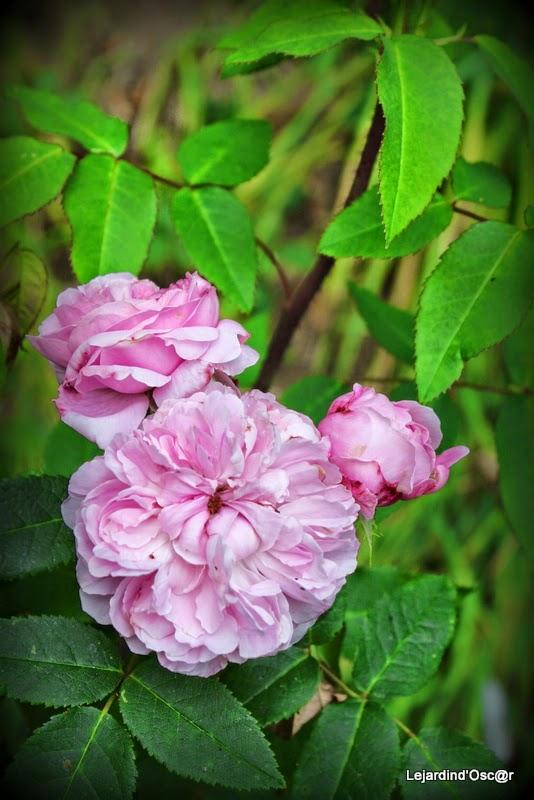 Couleurs d'Automne...