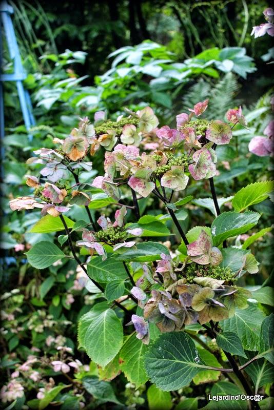 Couleurs d'Automne...