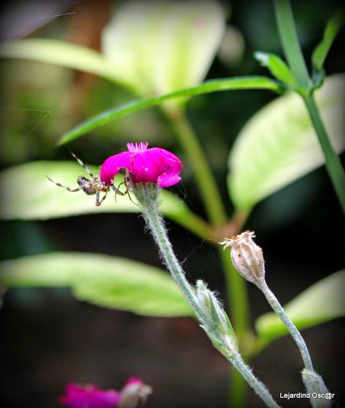 Couleurs d'Automne...