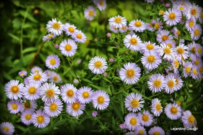 Couleurs d'Automne...