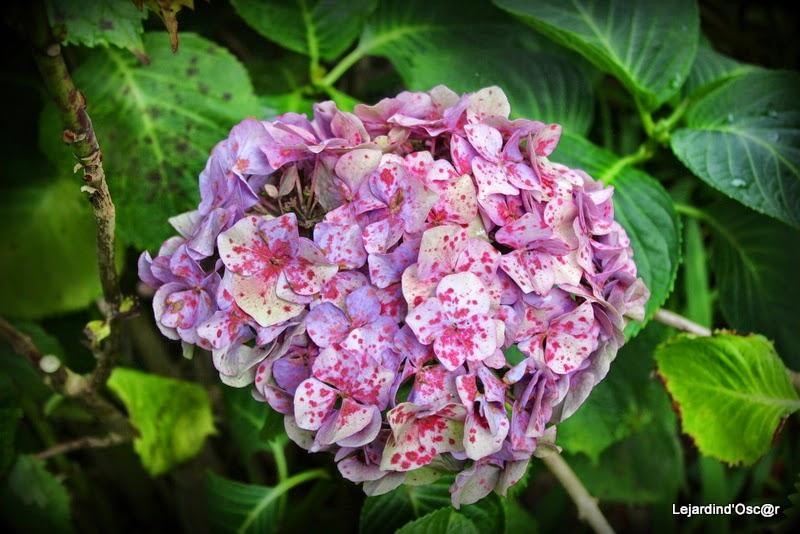 Couleurs d'Automne...