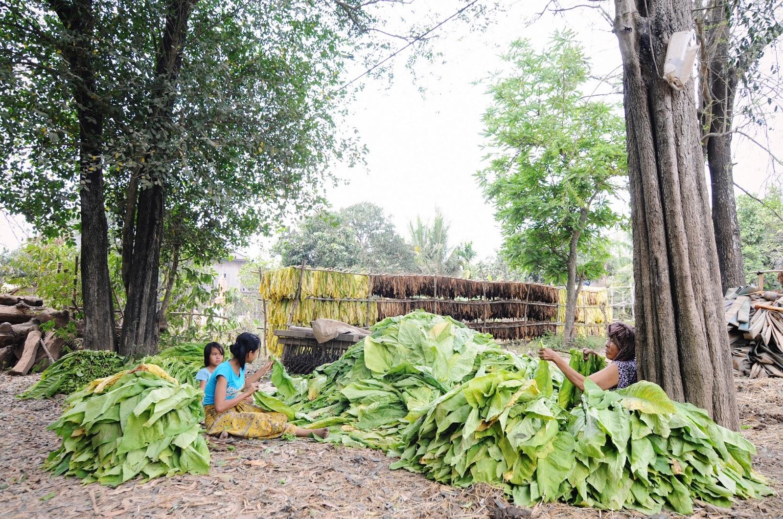 Ko Paen et son Bamboo bridge