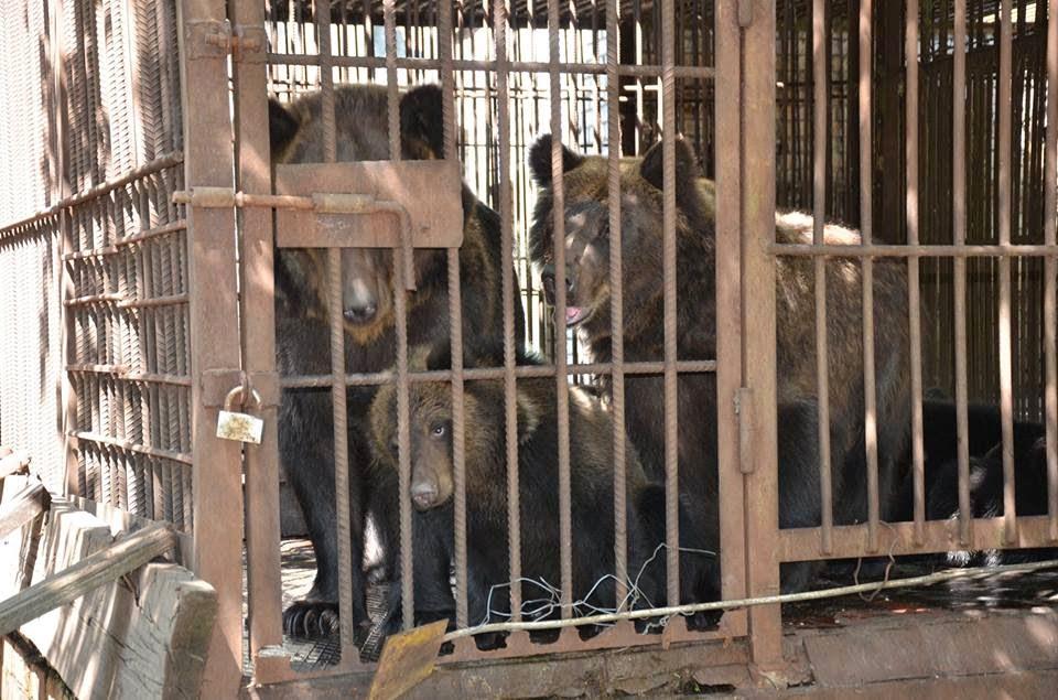 Sauvetage du zoo d'Ukraine