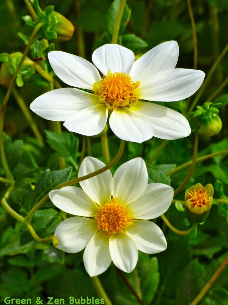 L'abeille et le Dahlia