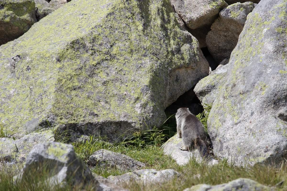  . . . retourne dans sa tanière !