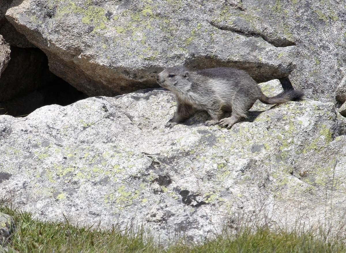 la séance photo terminée, la marmotte . . . 