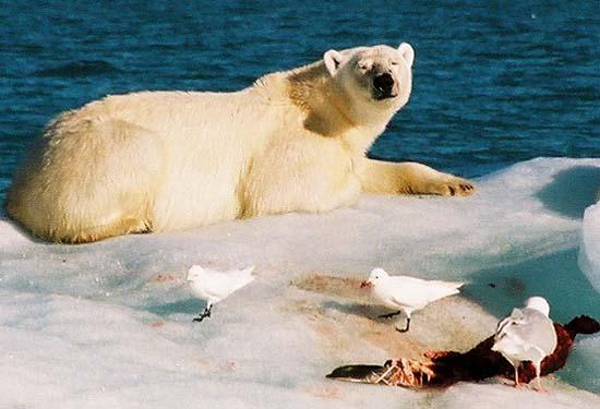 Arctique - Svalbard : les balades des ourses Kara et... N26220