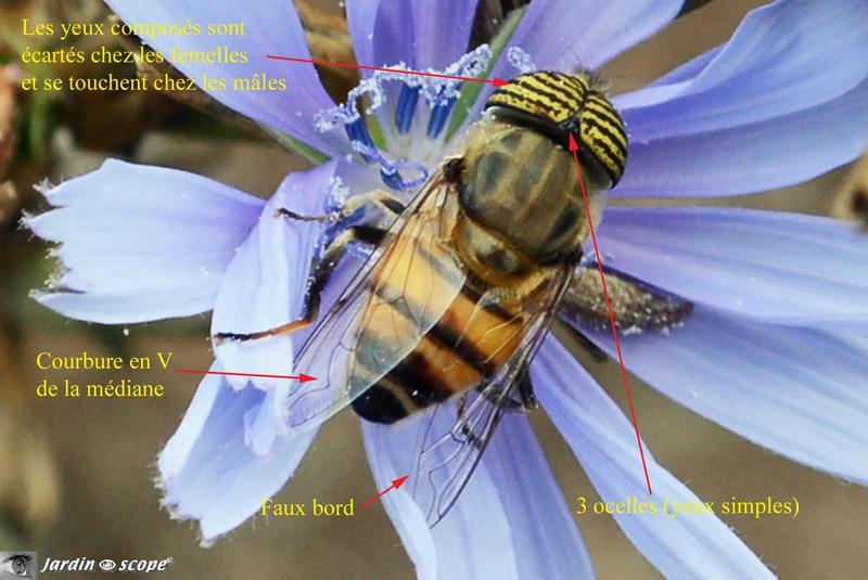 Un papillon de nuit timide mais cymbalier...! Un papillon de nuit timide mais cymbalier...!