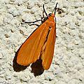 Ce papillon de nuit améliore son bronzage au soleil d'avril