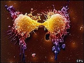 Les cellules du cancer s'alimentent de...