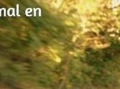 Sneepets animaux aussi leur réseau social