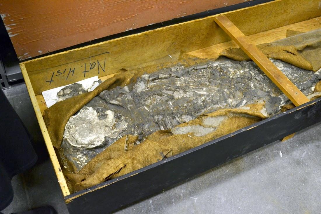 Noé, squelette vieux de 6500 ans redécouvert dans le sous sol du Penn Museum